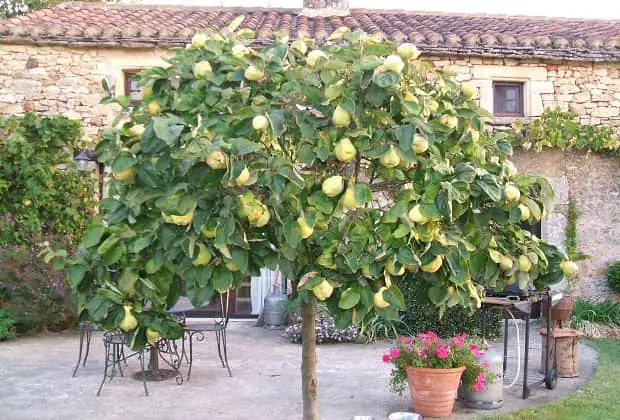 Quince Tree