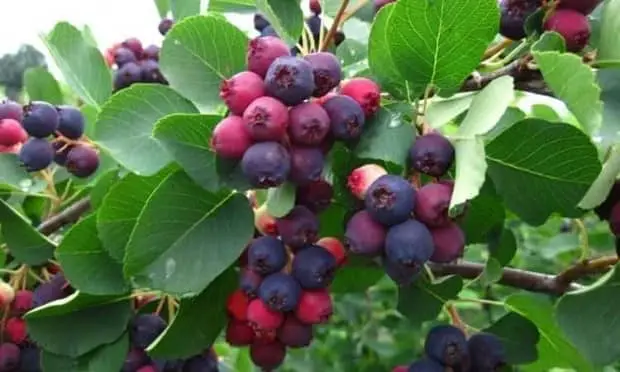 Serviceberries Fruit
