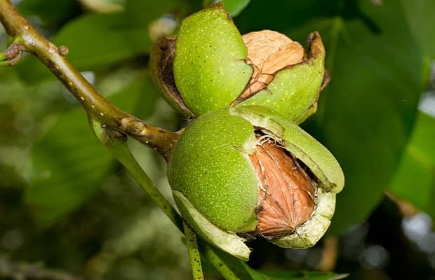 carpathian walnut