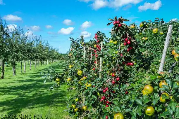 Best Fruit Trees for Texas Hill Country