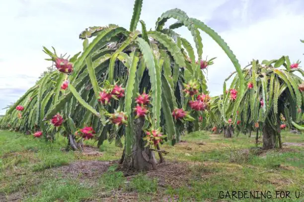 10-best-fruit-trees-for-sandy-soil-2023-guide