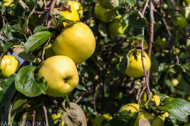 Ein Shemer Apple