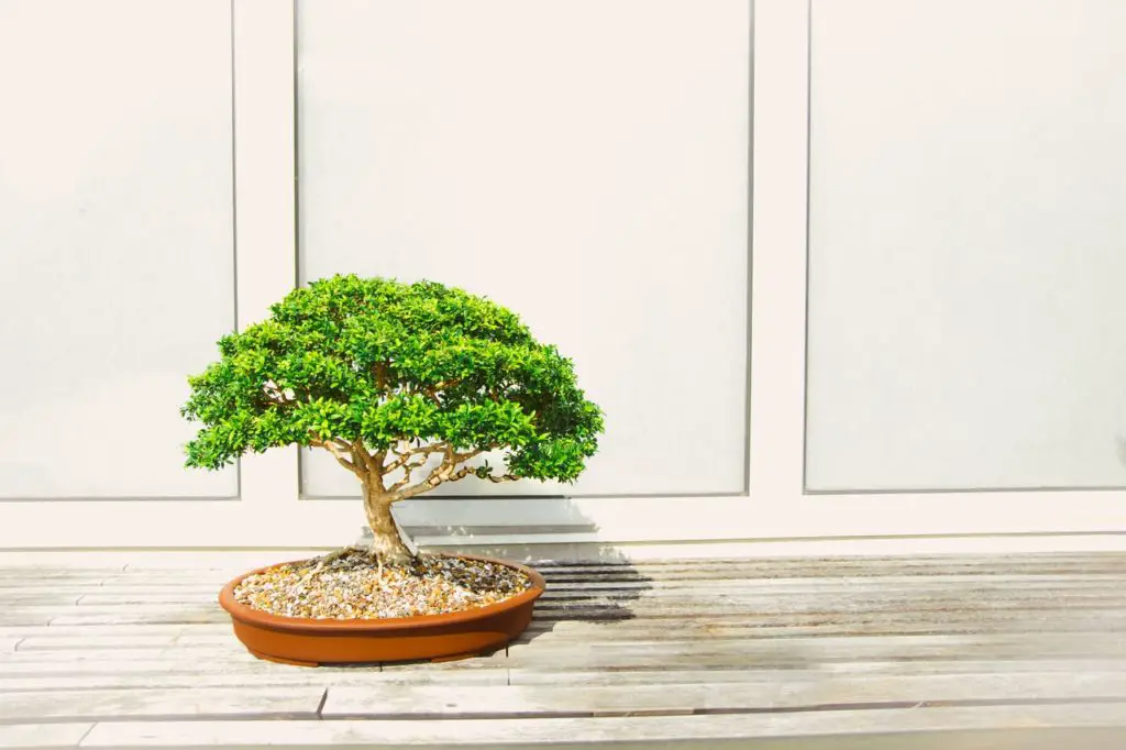 how to Grow sequoia bonsai