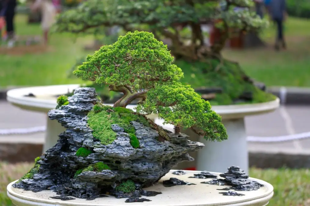 Grow sequoia bonsai
