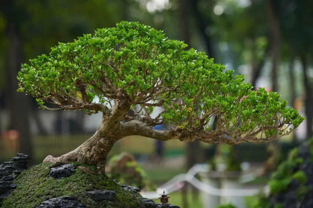 Growing sequoia bonsai tree