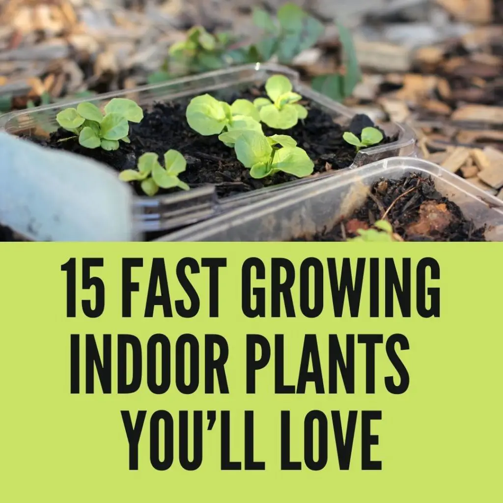 Fast Growing Indoor Plants That You'll Love in 2021