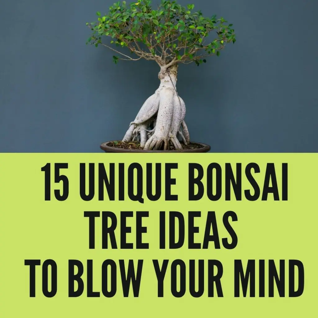 15 Unique Bonsai Tree Ideas That Will Blow Your Mind