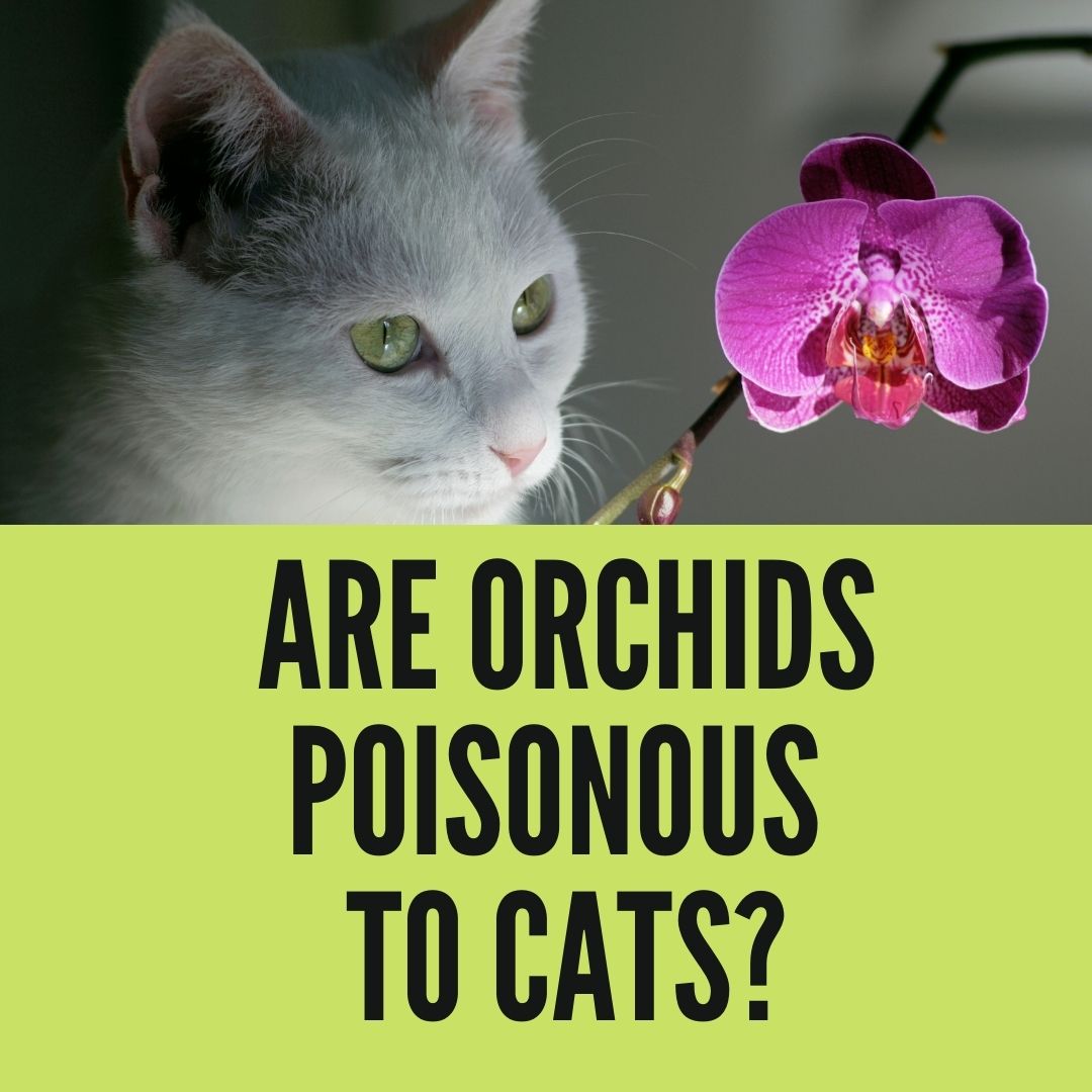 Are Orchids Poisonous to Cats? Read NOW!