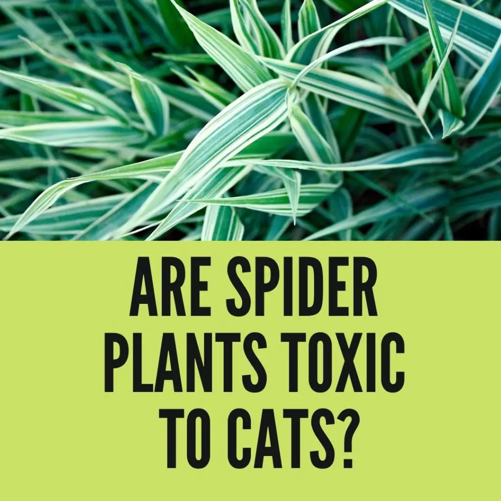 Are Spider Plants toxic to cats?