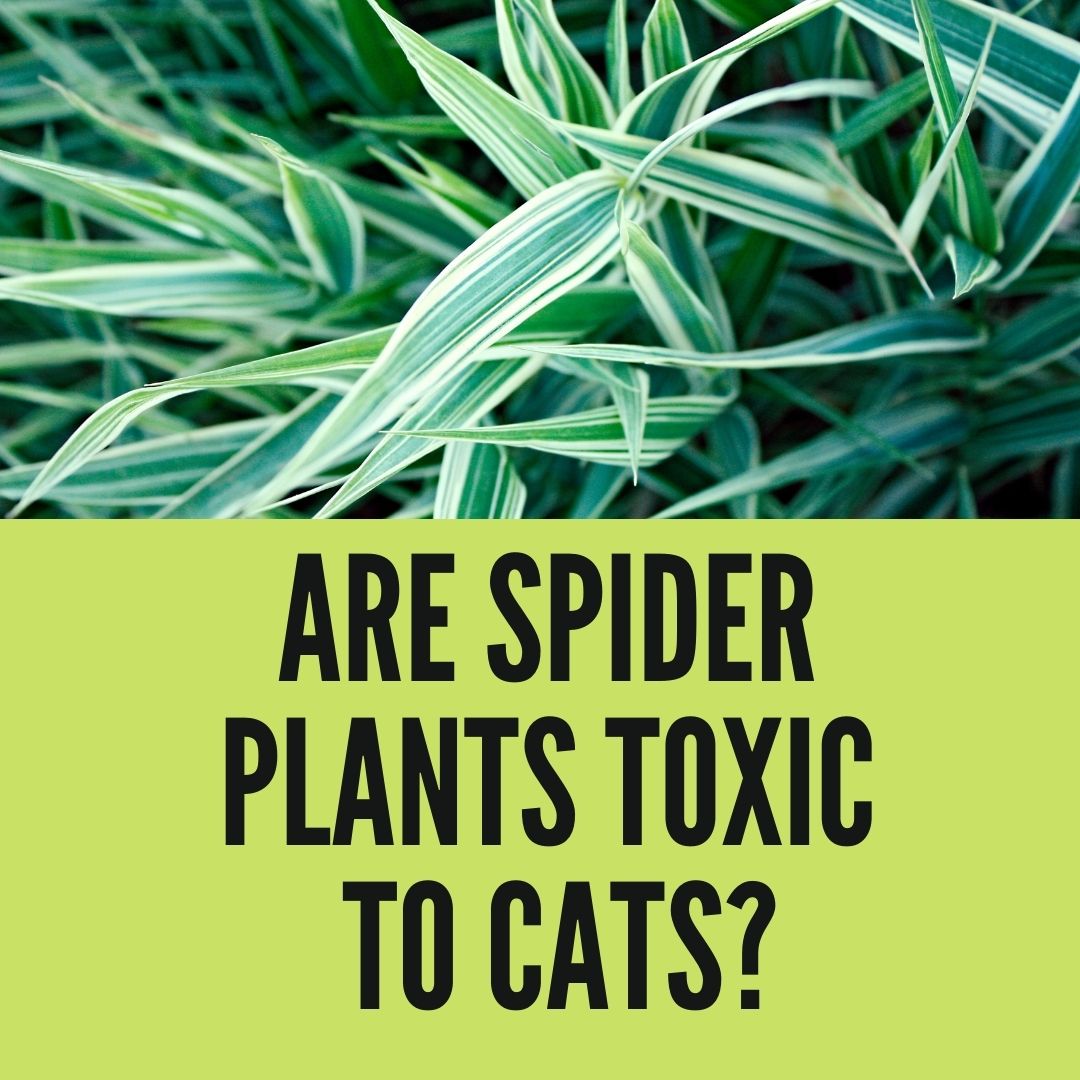 Are Spider Plants Toxic To Cats?+(What Happens If Cat Eats Spider Plant?)