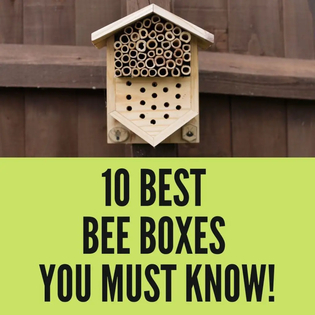 Best Bee Boxes You must Know