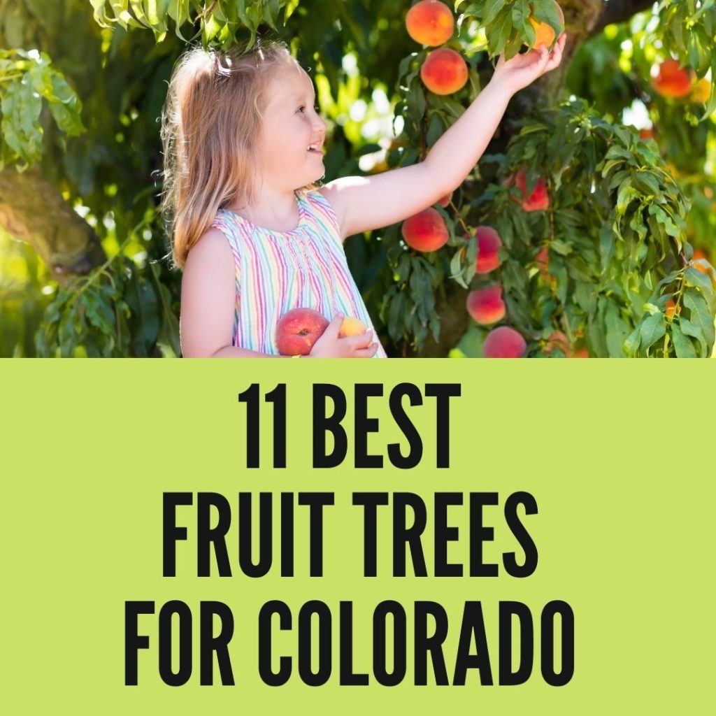 Best Fruit Trees For Colorado