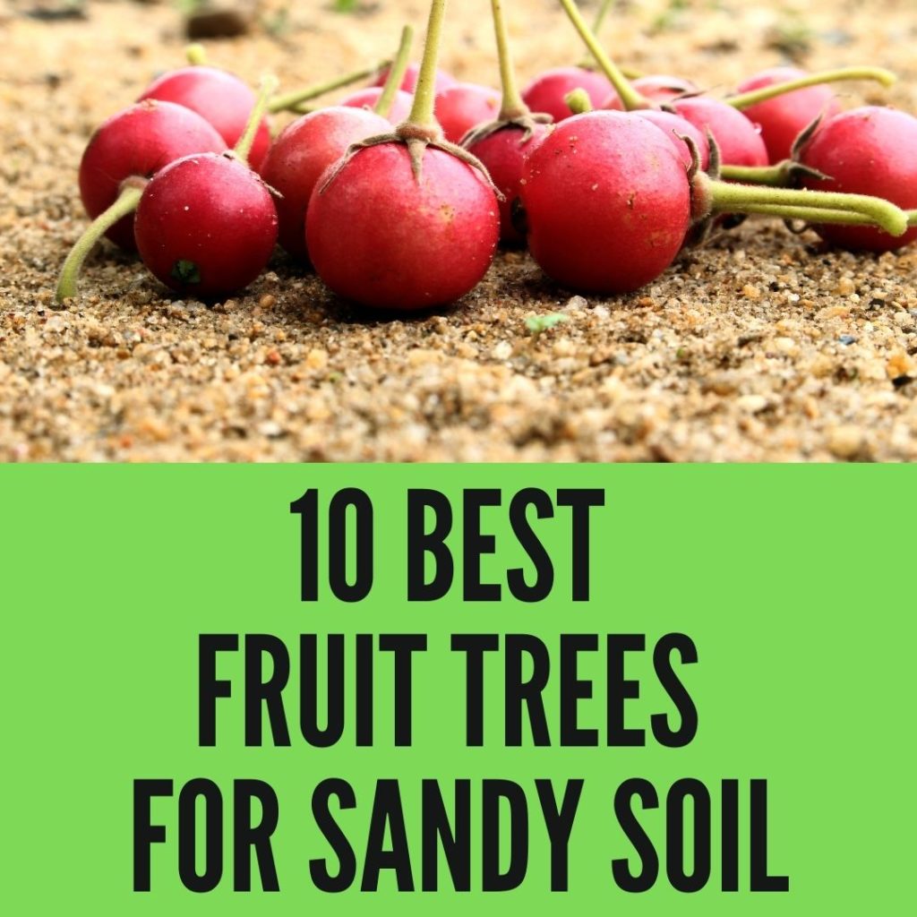 Best Fruit Trees for Sandy Soil