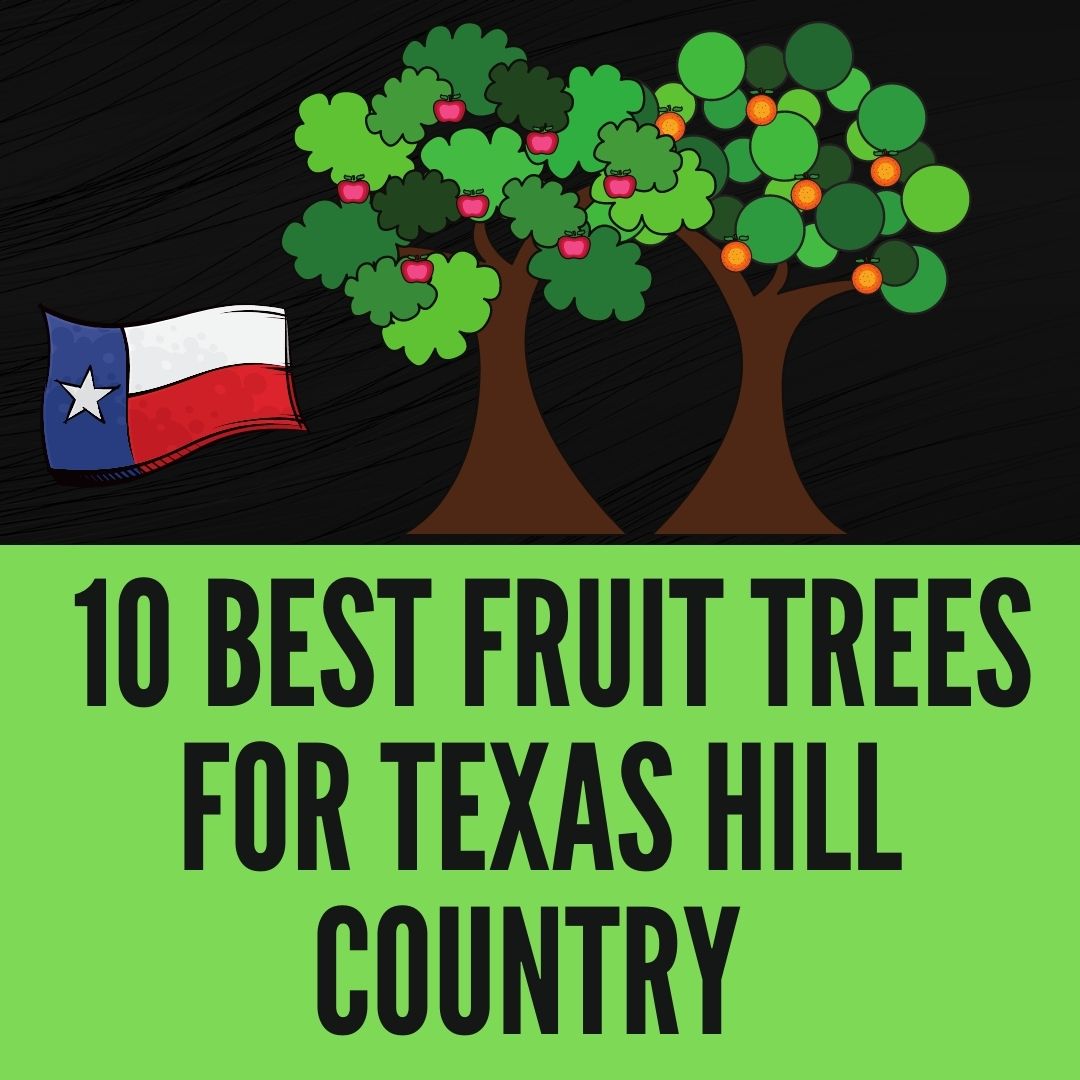 10 Best Fruit Trees for Texas Hill Country (2023 Guide)