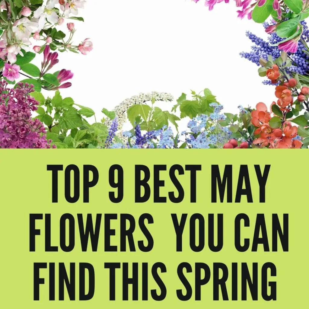 Best May Flowers That You Can Find This Spring