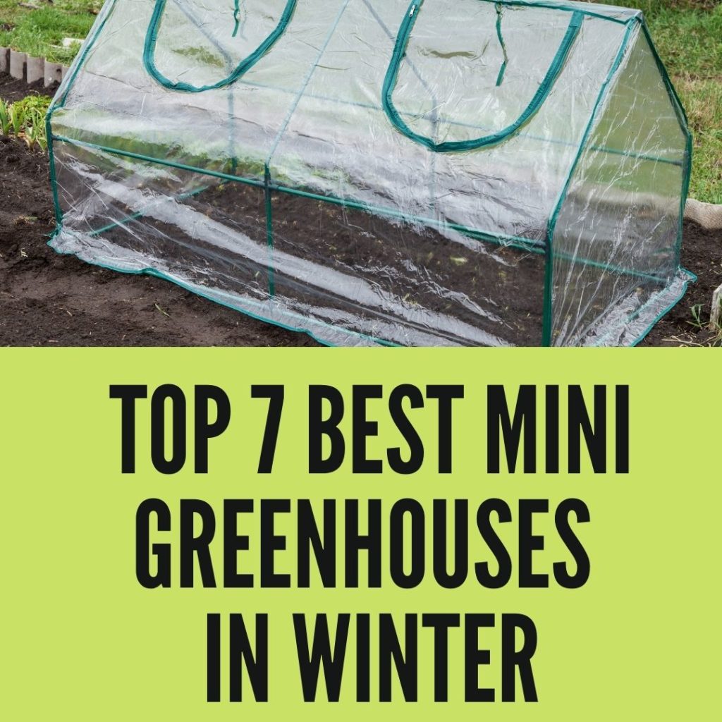 Best Mini Greenhouses In Winter