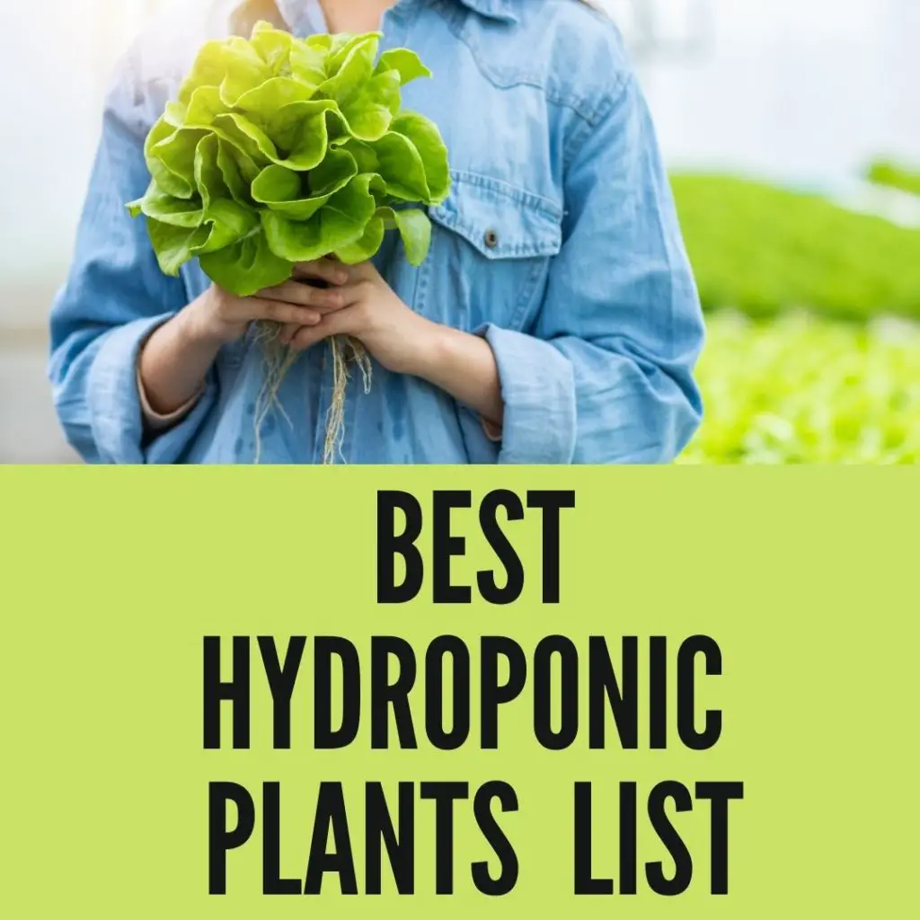 Best Plants that Grow in Water Hydroponic Plants