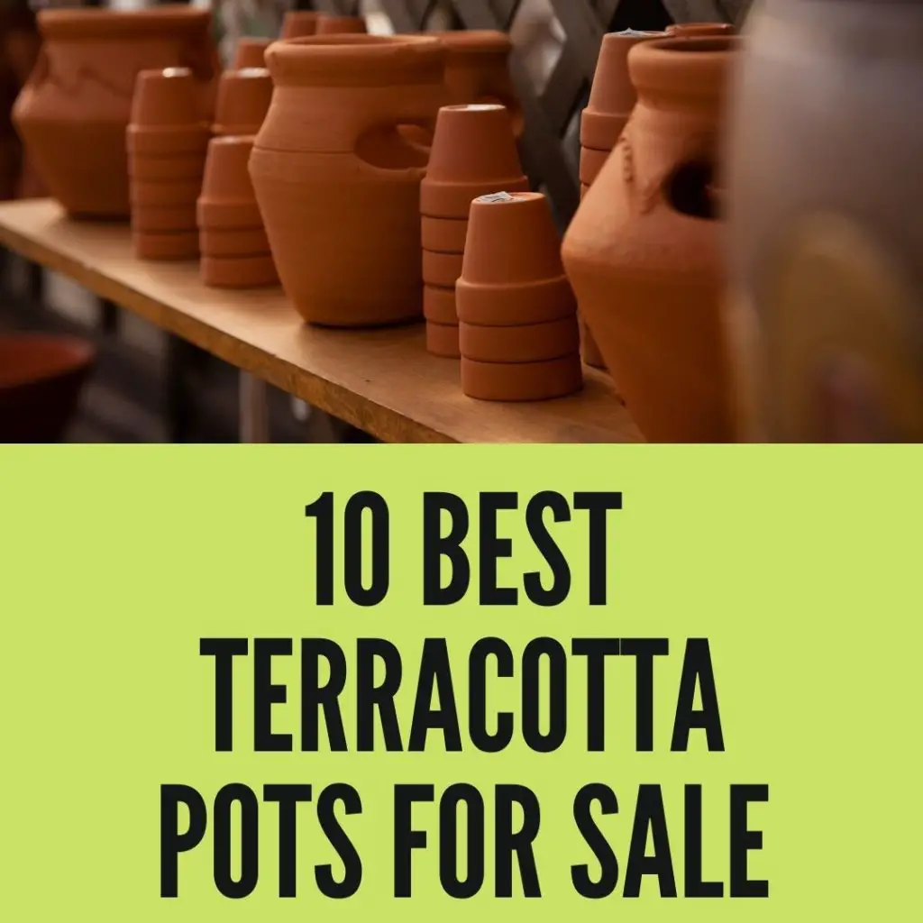 Best Terracotta Pots For Sale