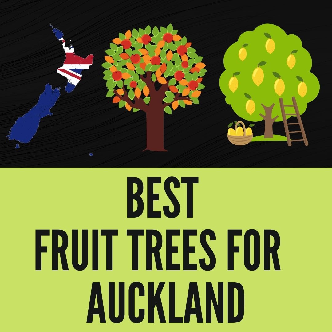 Best Plants To Grow Around Fruit Trees