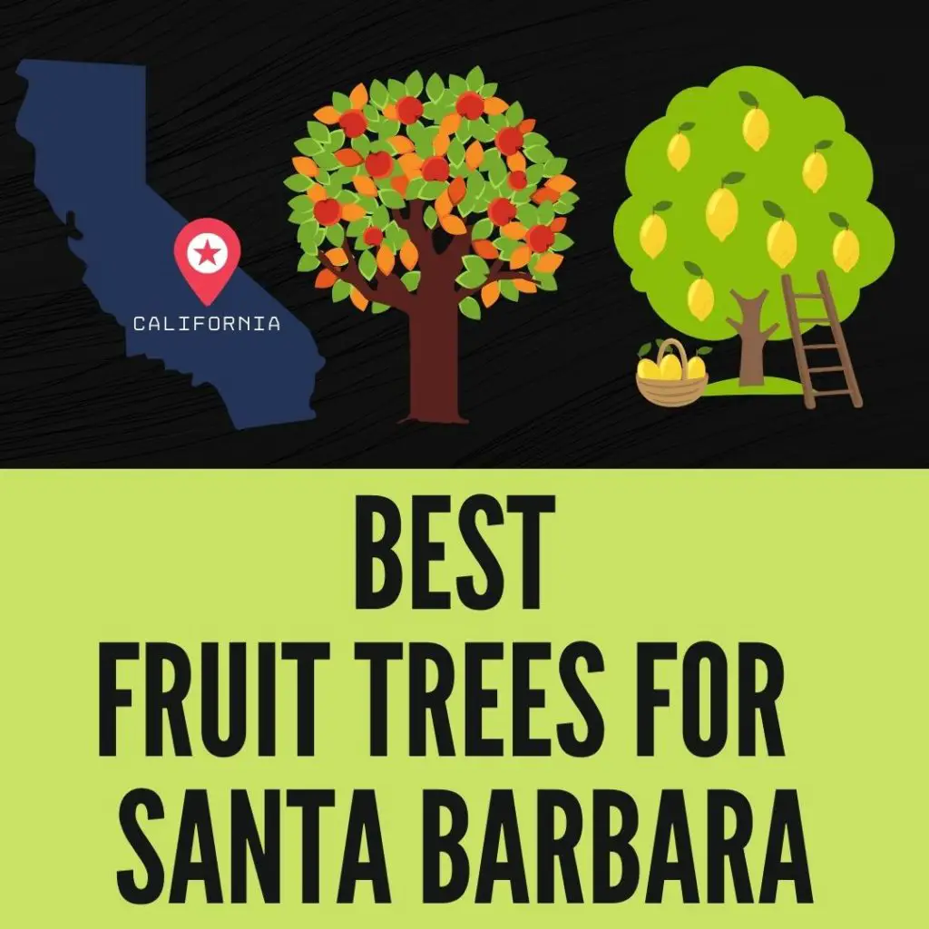 Best fruit trees for Santa Barbara California