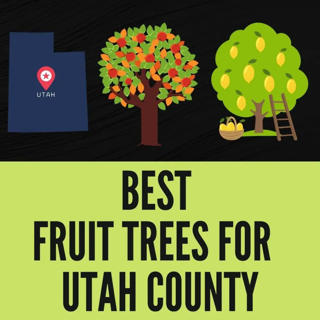 Best fruit trees for Utah