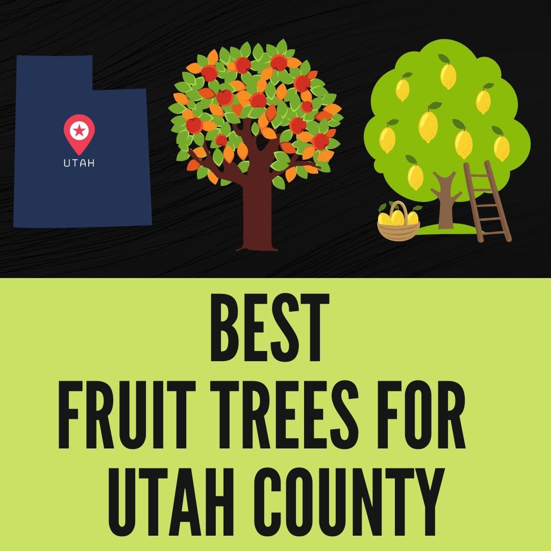 7 Best Fruit Trees For Utah What to Grow in Utah