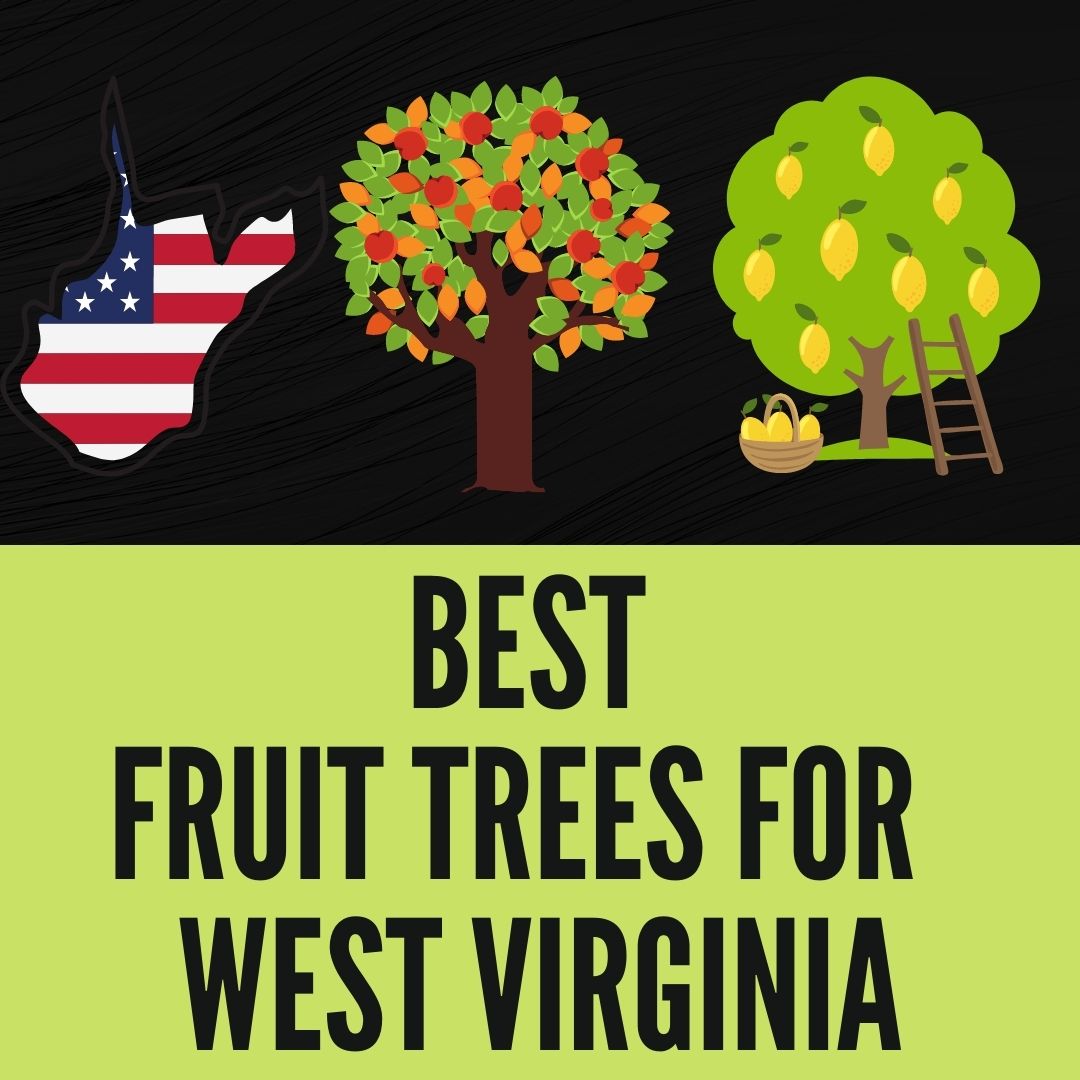 Best fruit trees for West Virginia