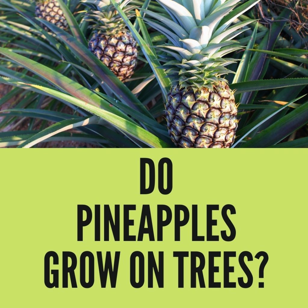 Do Pineapples Grow on Trees? A Straight Answer