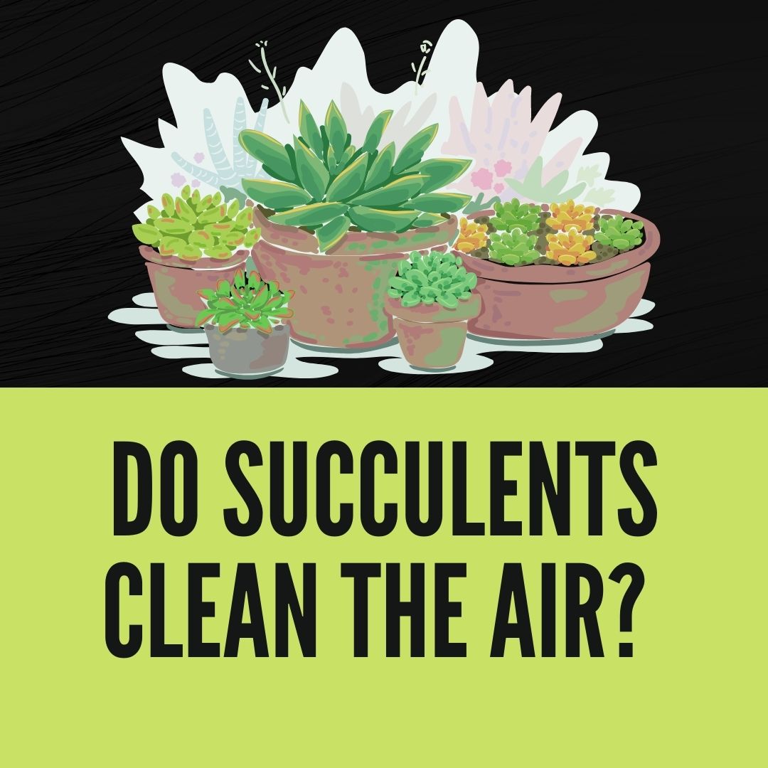 Do Succulents Clean The Air?