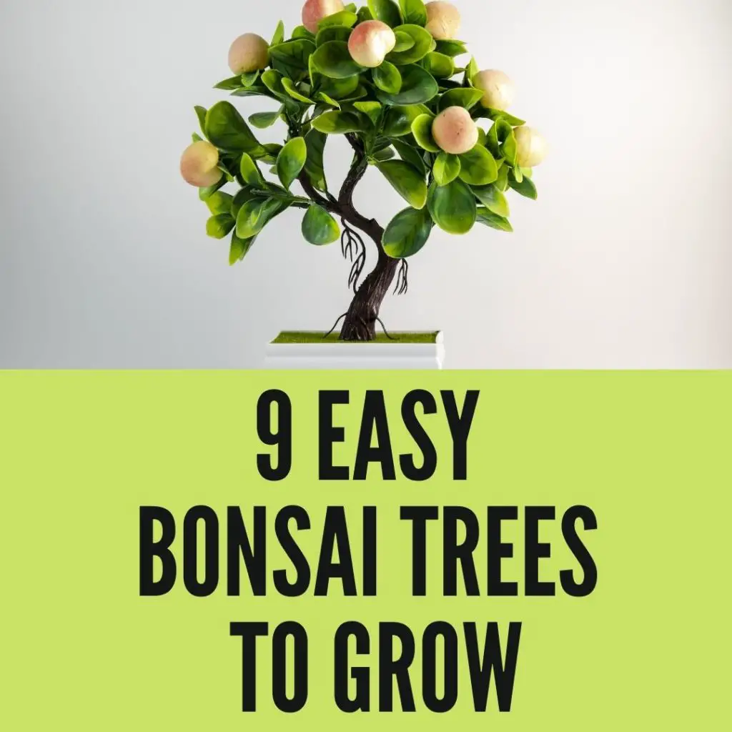 Easy Growing Bonsai Trees To Grow