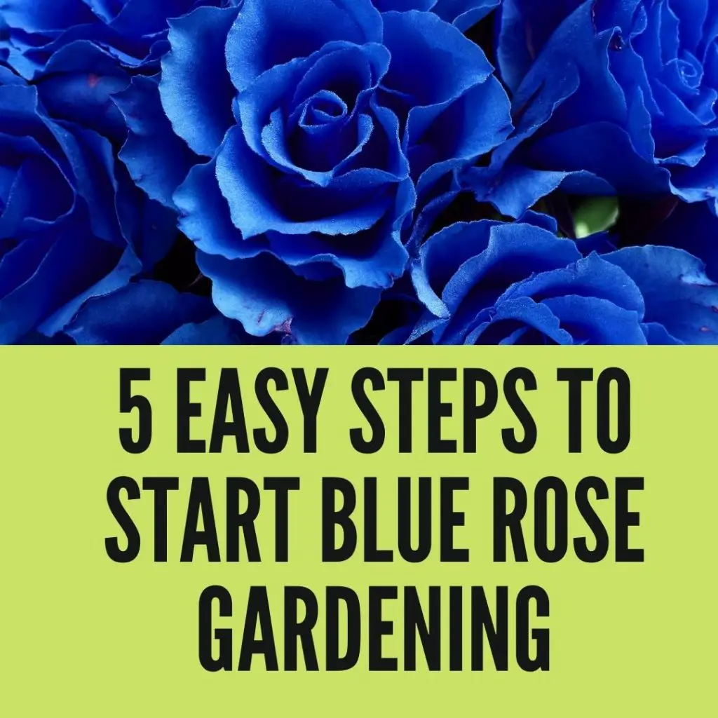 Steps to Start Blue Rose Gardening