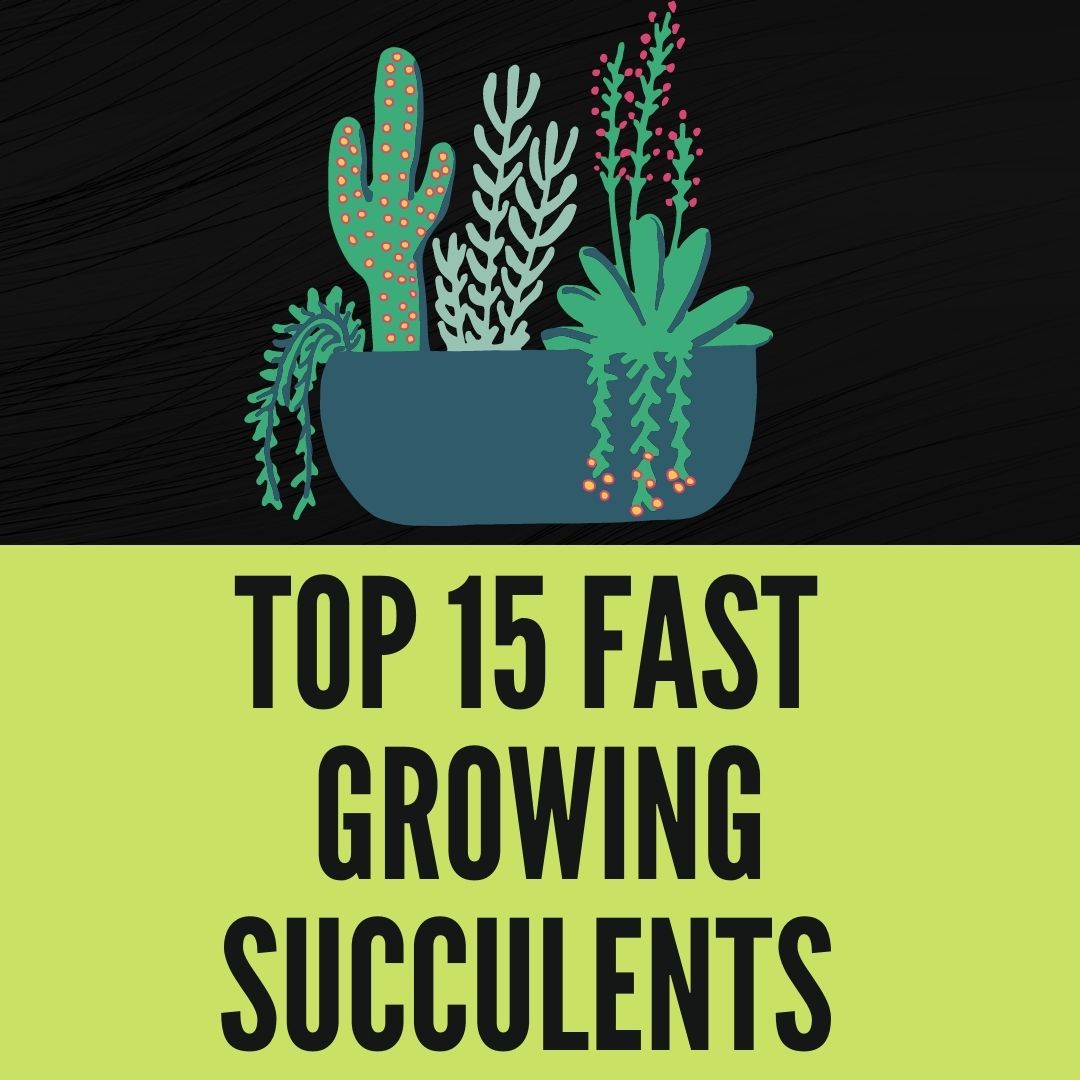 Fast Growing Succulents That You Can Grow Today