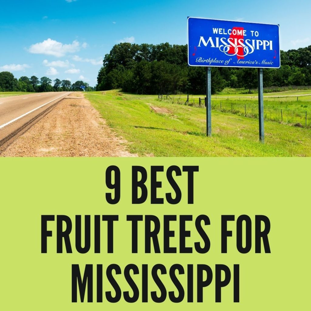fruit trees for Mississippi