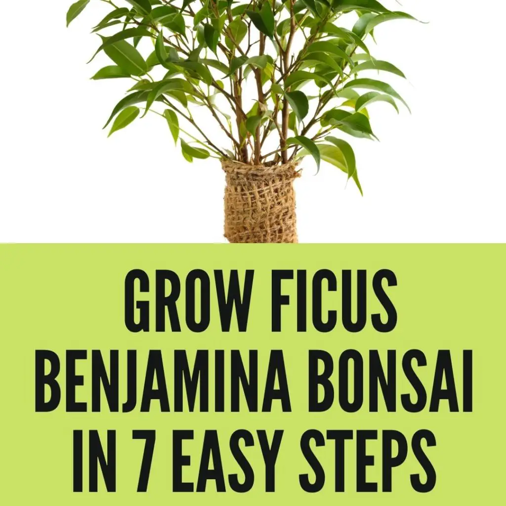 Grow Ficus Benjamina Bonsai in 7 Easy Steps