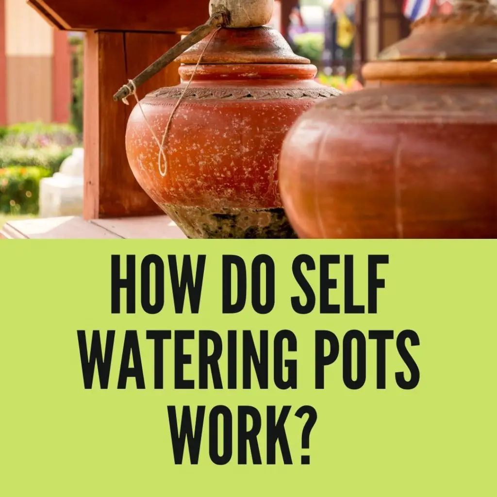How Do Self Watering Pots Work? Learn NOW