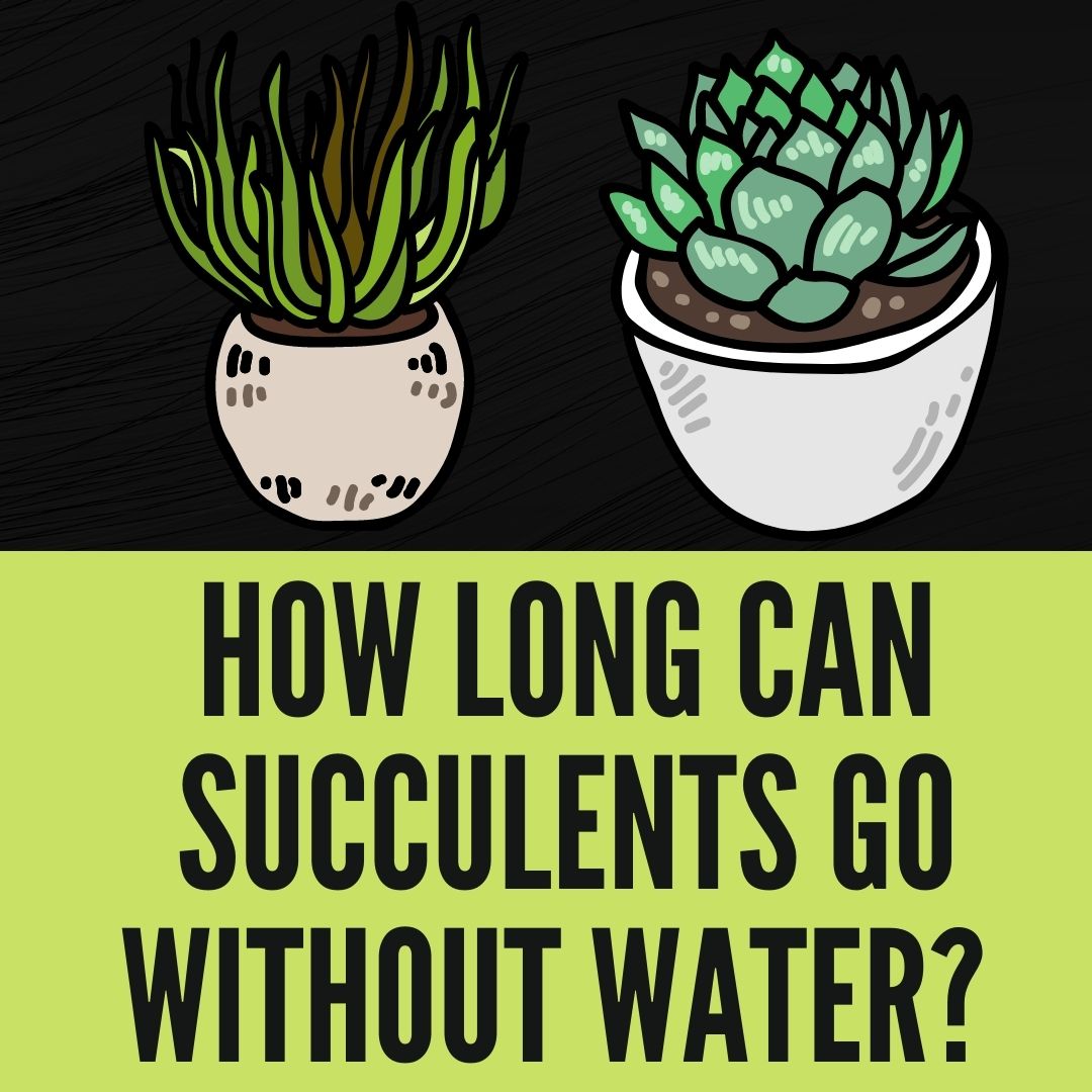 How Long Can Succulents Go Without Water? (2023)