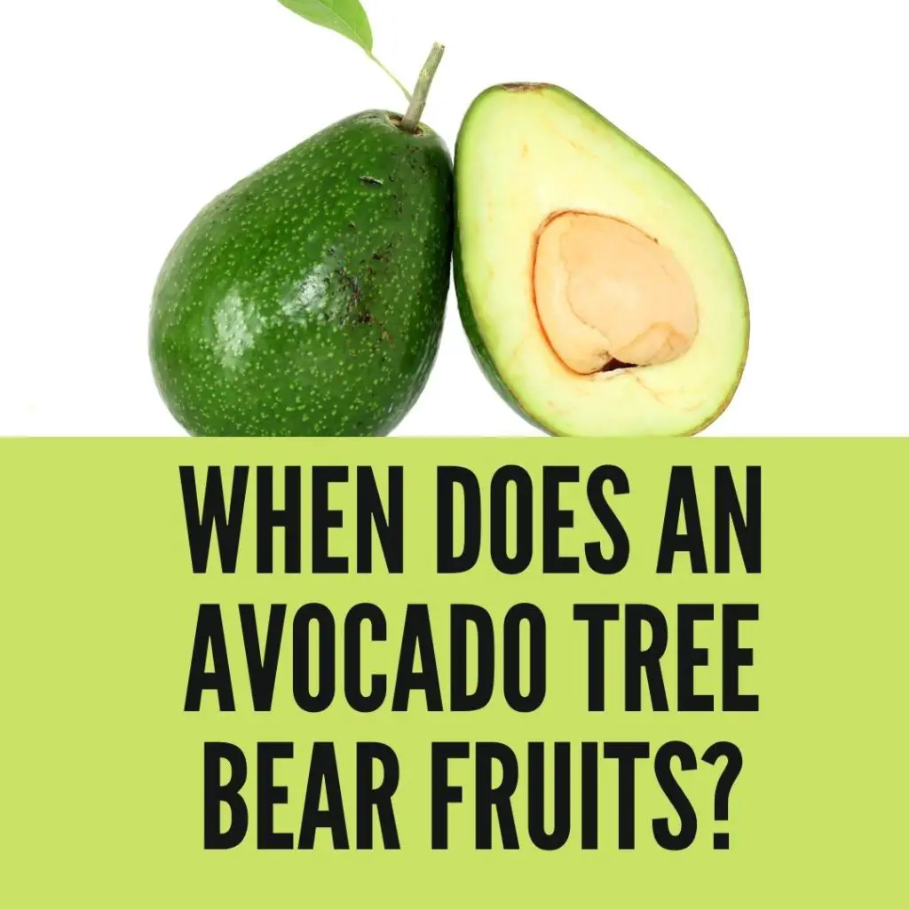 How Long Does It Take An Avocado Tree To Bear Fruits?