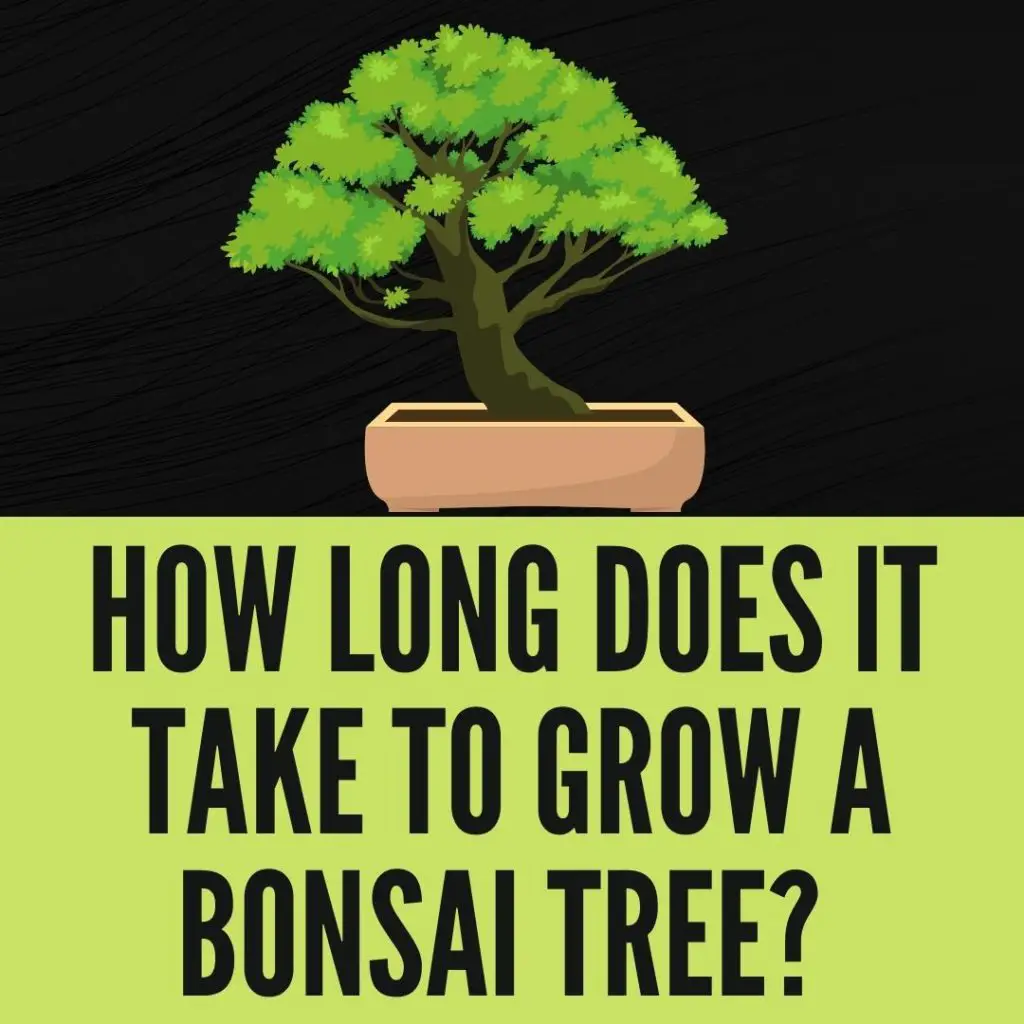 How Long Does It Take To Grow A Bonsai Tree