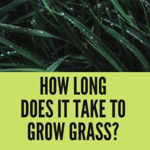 How Long Does it Take to Grow Grass? Easy Answer - Gardening For You