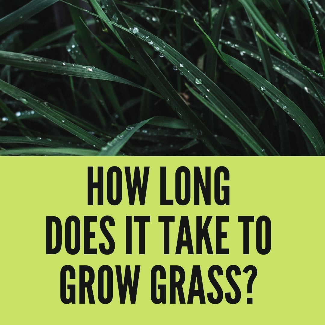 How Long Does it Take to Grow Grass