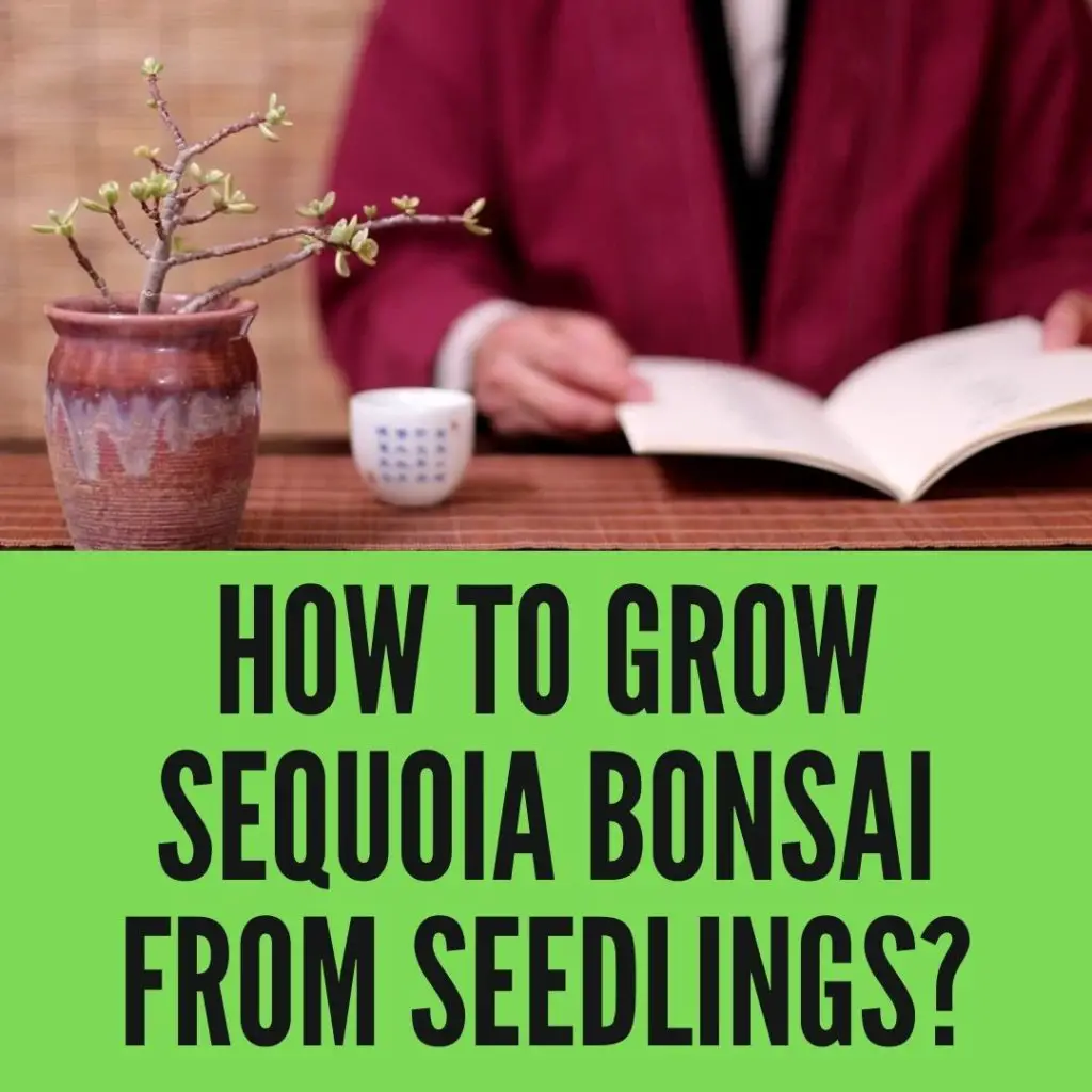 Grow sequoia bonsai