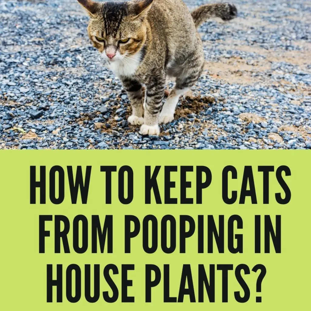 How To Keep Cats From Pooping In House Plants