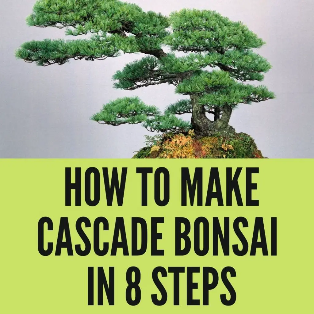 How To Make Cascade Bonsai Easily in 8 Steps