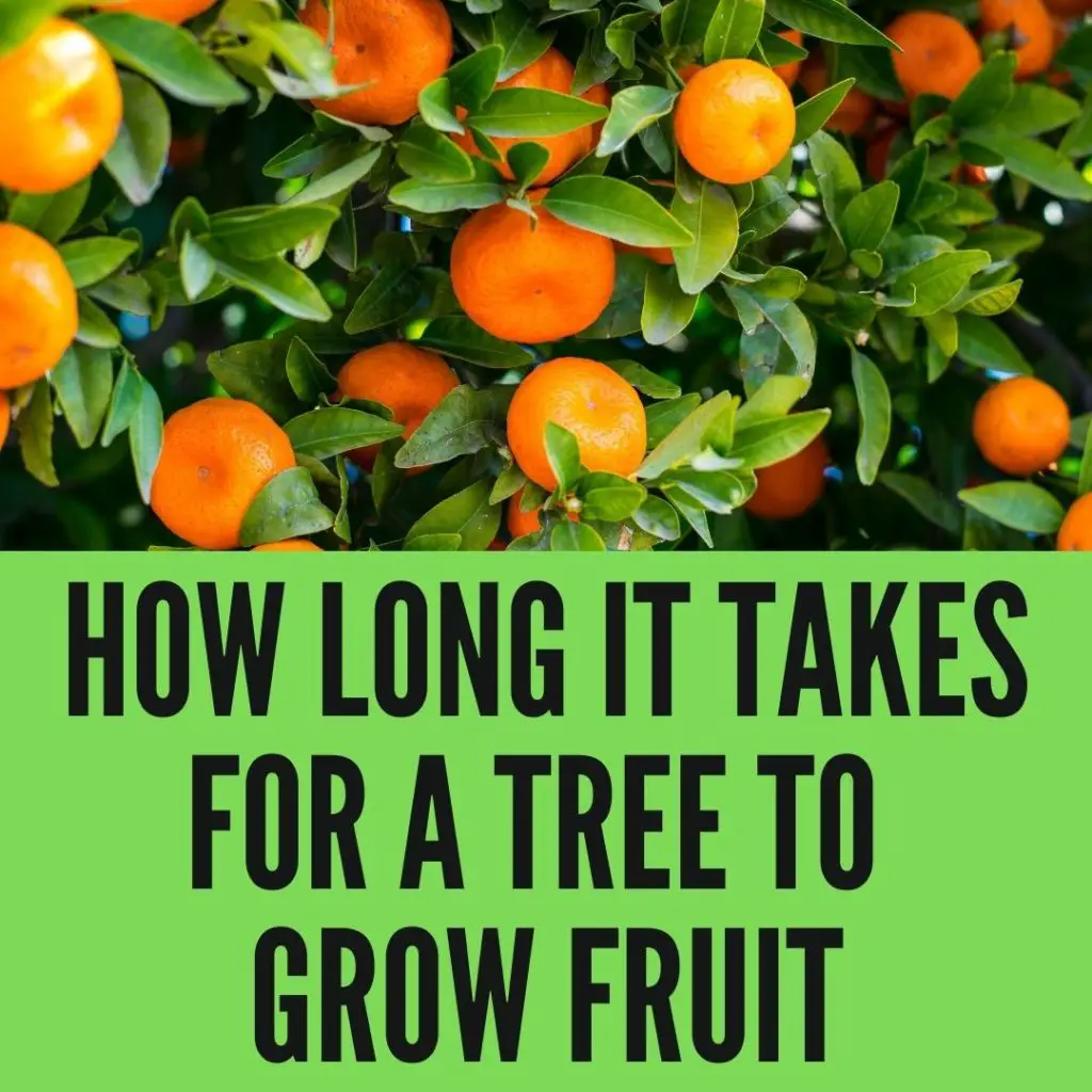 How long does it take for a tree to grow fruit