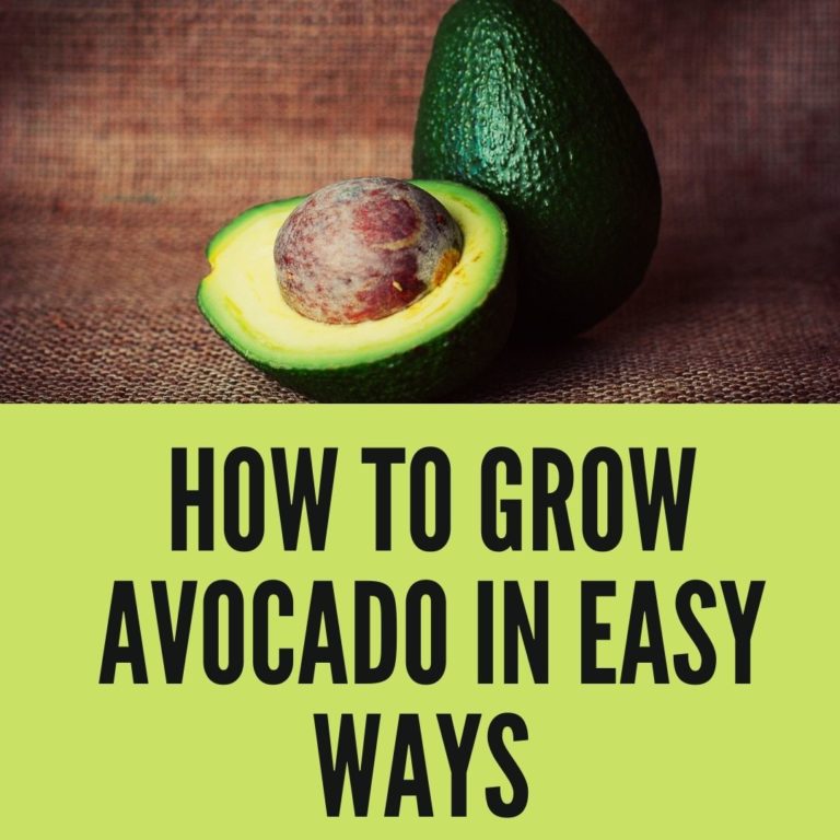 How to Grow Avocado in Easy Ways