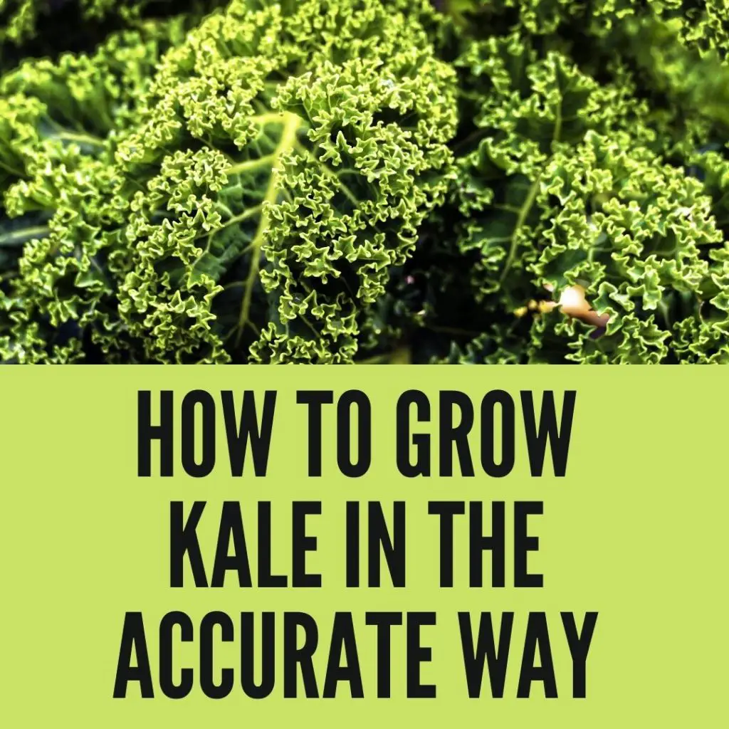 How to Grow Kale in The Accurate Way