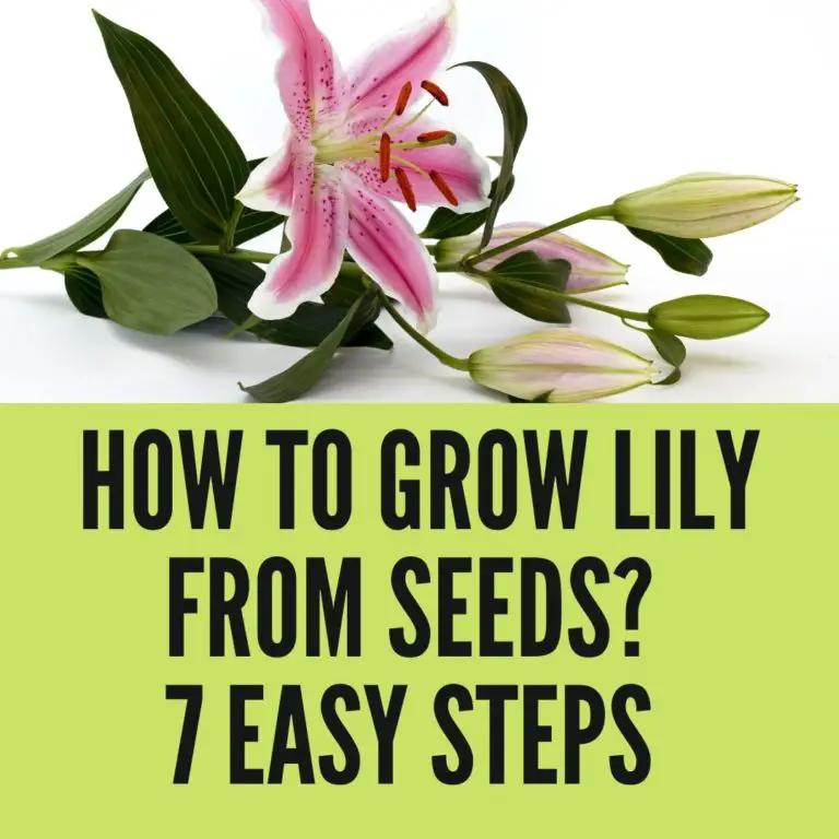 How to Grow Lily from Seeds? 7 Easy Steps (2021)