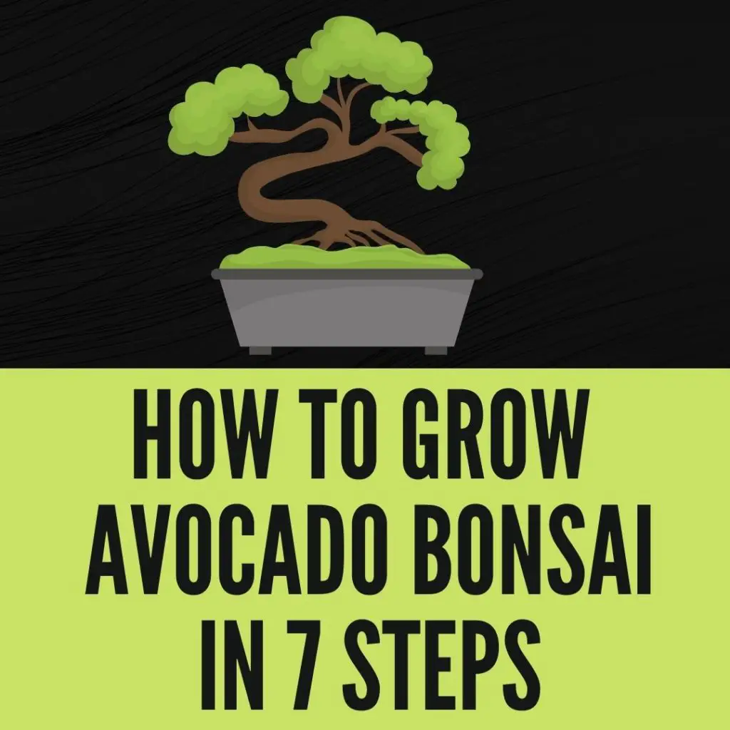How to Grow an Avocado Bonsai in 7 Steps