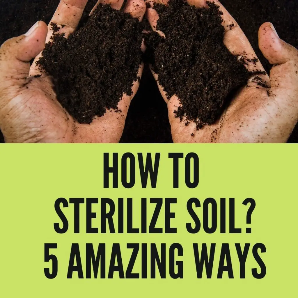 How to Sterilize Soil? 5 Amazing Ways You Should Try