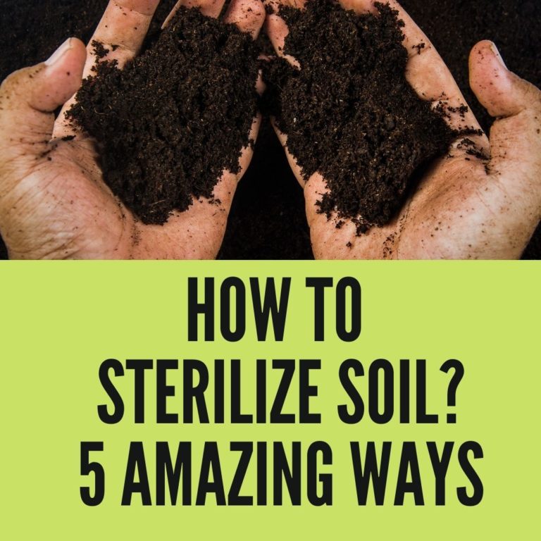 How to Sterilize Soil? 5 Amazing Ways You Should Try